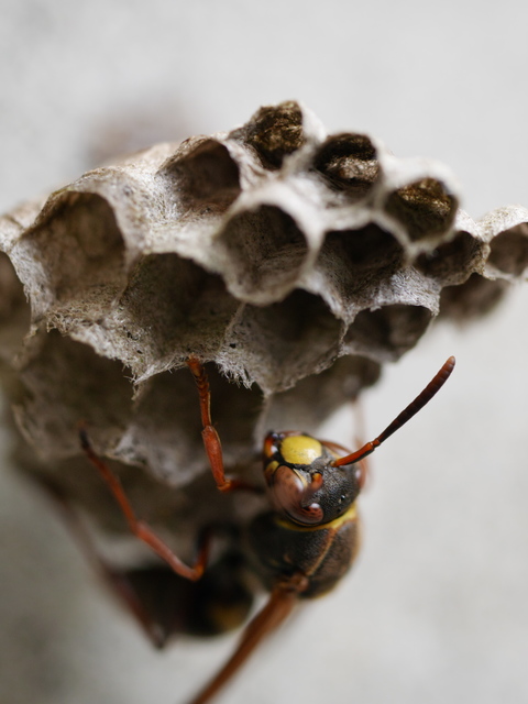アシナガバチの巣は、紙でできている。 | CLOTH APP